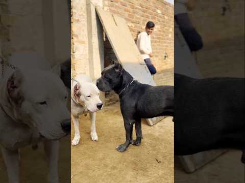 Dogo argentino vs cane Corso 😱🔥 #dog #dogbreed #pets #animals #shorts #trending #alphathedogo