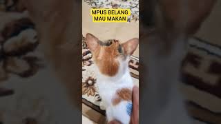 Download lagu #cats #cat #kucinglucubandung #kucinganggora #pets #mpuslucu #shortcat #cutecat #anabullucu mp3