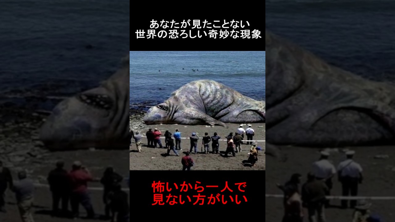あなたが見たことない世界の恐ろしい奇妙な現象  #horror #隠れ鬼 #恐怖 #おばけ #ミステリーハンター #ホラー #ghost #paranormal #怪現象 #alien