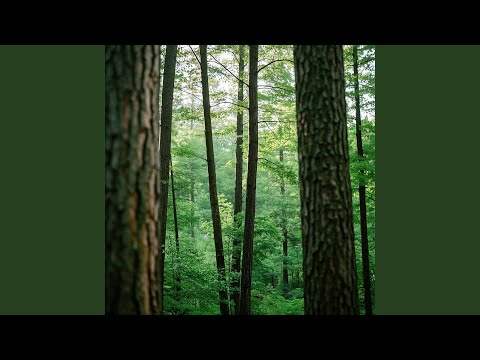 Mamale Master Who Never Returned