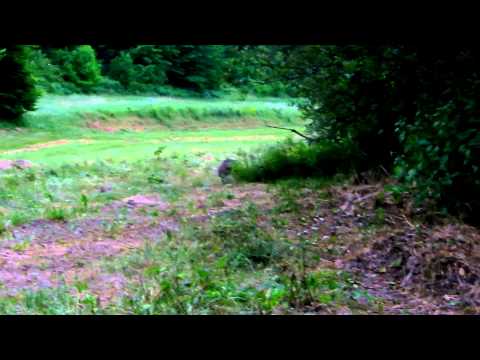 Generalski Stol   dabar