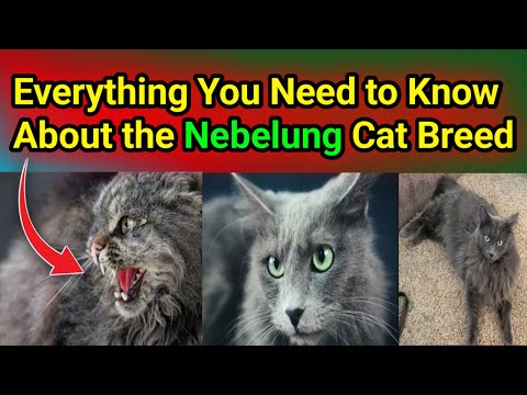 Nebelung Cats: Exploring the Mystique of This Rare Breed