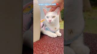 Download lagu Putih ku diam merenung kasihan ❤️ #cat #kucinglucu #kucing #kucingimut #cutecat #shorts #catvideos mp3