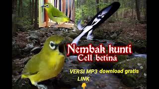 Download lagu masteran pleci nembak kenari kunti||call pleci betina bikin merangsang nembak mp3