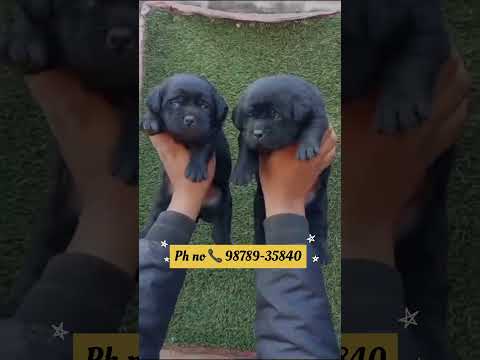 🐶💯 #dailyshots #davindernirman #sharemarket #viralvideo