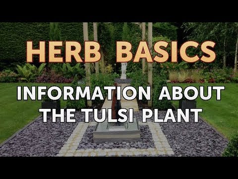 Hawthorn Berry Dangers