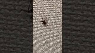 コオロギと共存する世界線