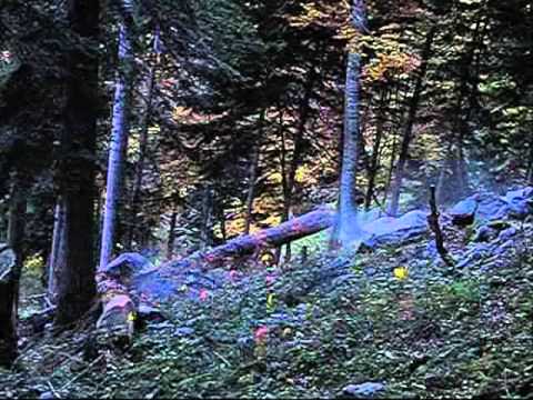 Felled trees rockfall tests