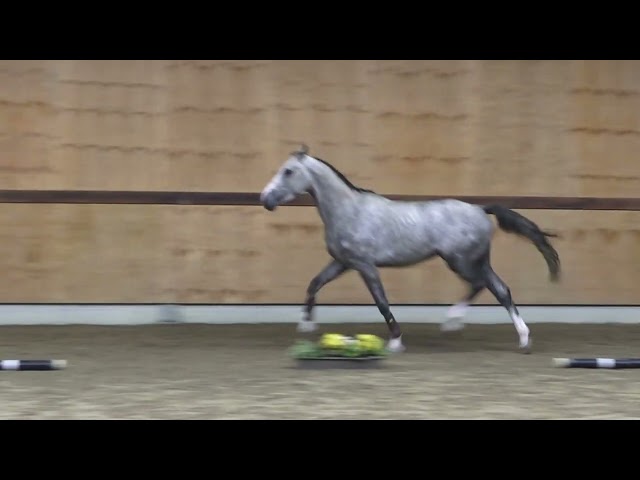 gaits