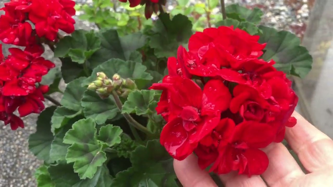 Geranium or Pelargonium? - YouTube