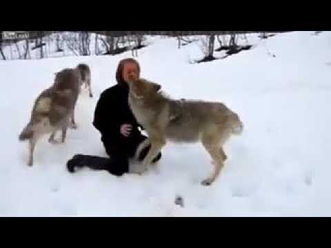 Стая волков и женщина