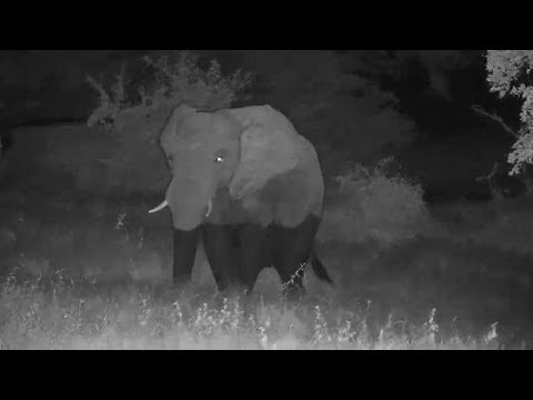 Djuma: Lone Elephant crosses the dam to cam side  - 20:31 - 03/21/20