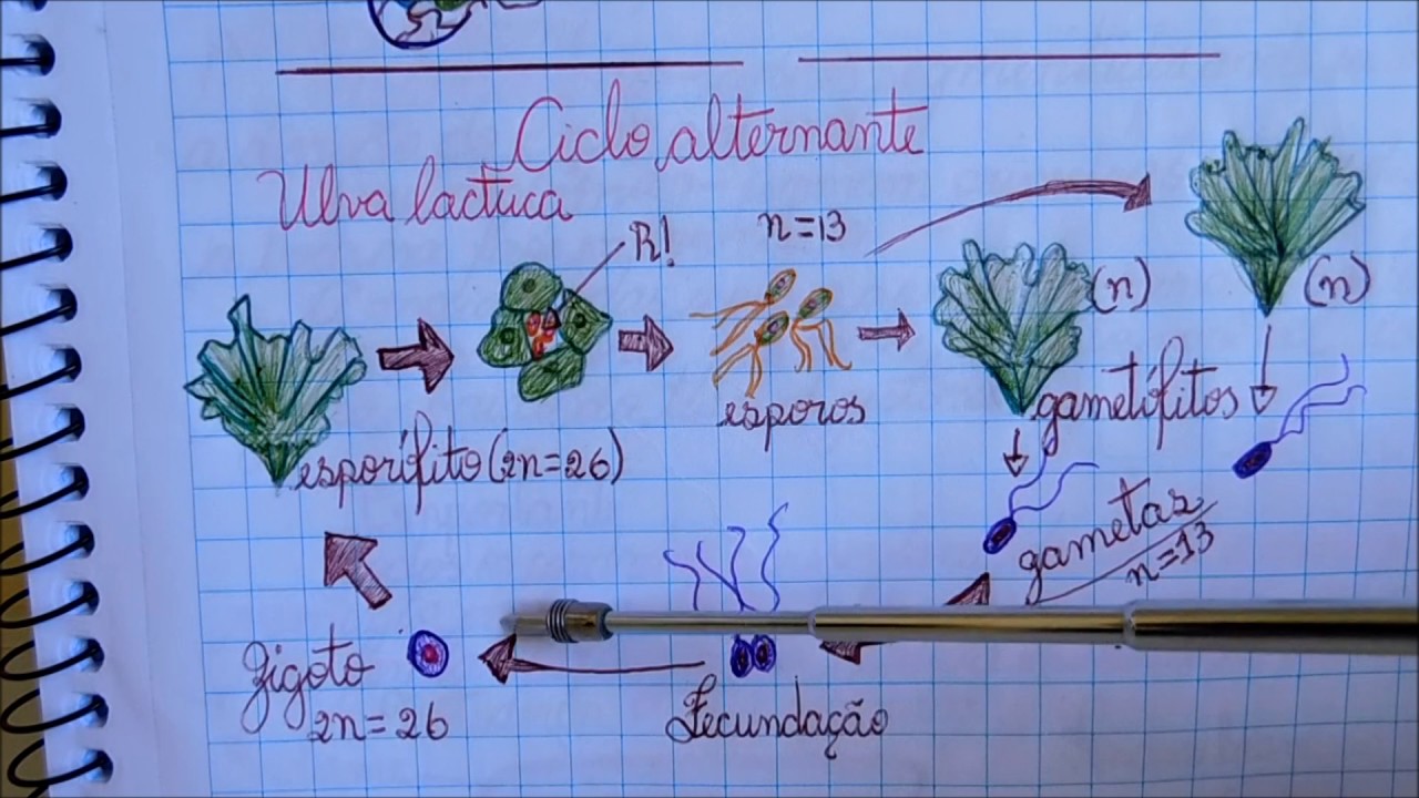 REPRODUÇÃO DAS ALGAS | Angelo Vieira