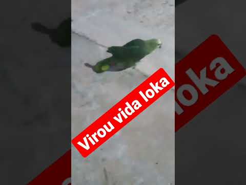 pião de vida loka#shorts #humor #comedy #comedia #animals