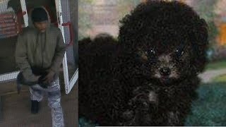 Man steals $2,500 puppy from Long Island pet store