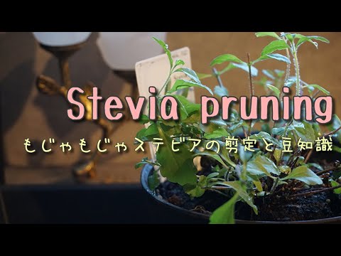ステビア、甘いハーブ 植物