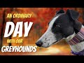 What life is really like with Greyhounds!