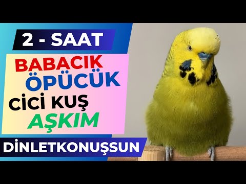 2-SAAT Babacık Öpücük Cici Kuş Aşkım Çok net dinlet konuşsun Konuşan Muhabbet Kuşu Fıstık