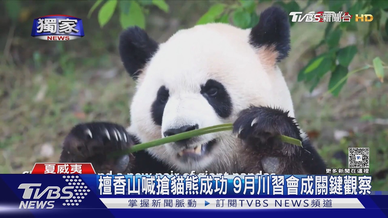 獨家影音/最快9月川習會前!夏威夷盼迎貓熊 中共軟實力深入第3島鏈