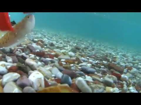 Η  δρακαινα του γιου μου