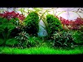Aquascaping Aquarium Landscaping Like A Pro