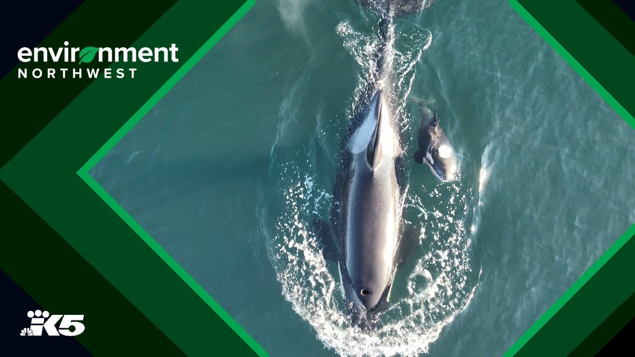 Drone video shows mother orca and new calf