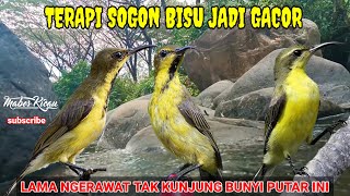 Download lagu SEKALI PUTAR LANGSUNG NYAUT || TERAPI SOGON BAHAN/OMBYOKAN/IJOAN LANGSUNG RESPON DAN RAJIN BUNYI mp3