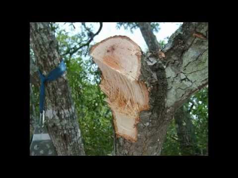 download lagu mp3 mp4 Funny Tree Service Names, download lagu Funny Tree Service Names gratis, unduh video klip Funny Tree Service Names