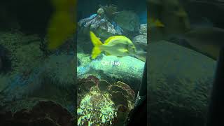 Just chilling at the aquarium 😎 #cruise #boston #barracuda