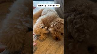 寝るの？遊ぶの？どっち？😂 #犬のいる暮らし #トイプードル #日常