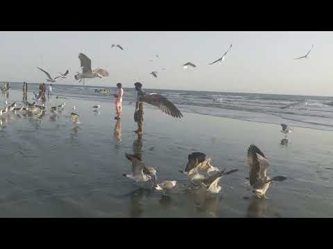 Karachi Seaview Sea Braids Flaying On The Beach|| Ride With Bilawal || Pakistan 4K @WildlensbyAbrar