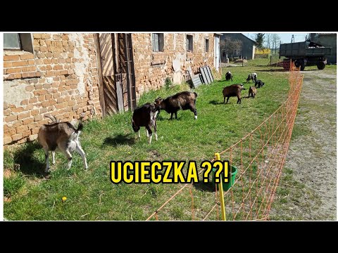 , title : 'Kozy - ogrodzenie elektryczne - Ucieczka z pastwiska'