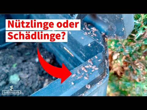 Kellerasseln im Garten nützlich oder schädlich?