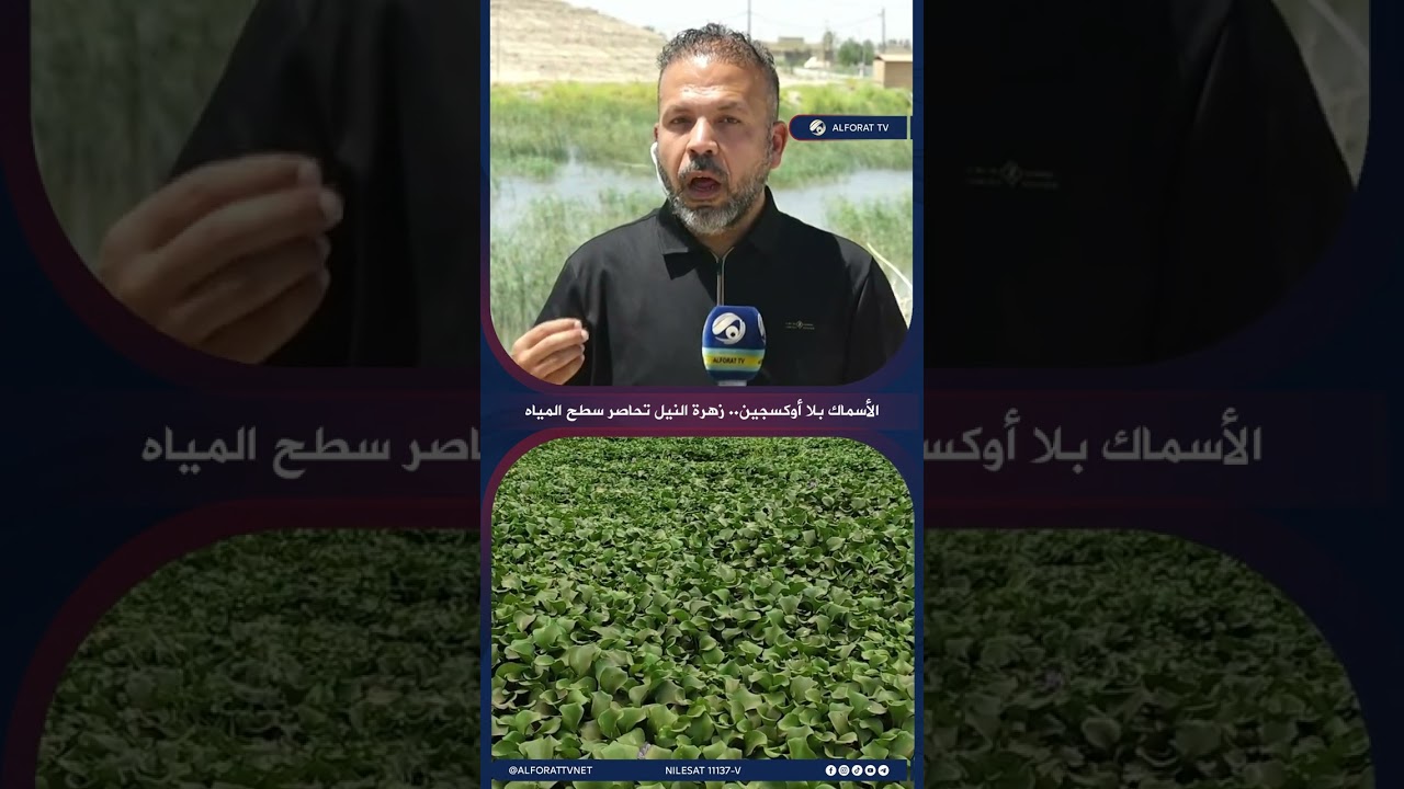 فيديو | الأسماك بلا أوكسجين .. زهرة النيل تحاصر سطح المياه