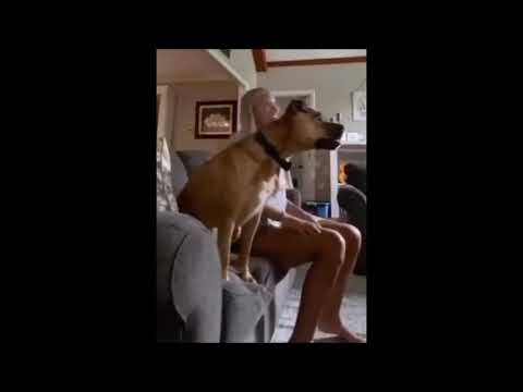 This Dog Loves Football On TV