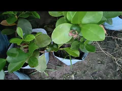 Shahina nercury hight quality fruit and flowers 