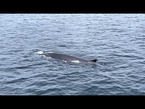 Whale watching tour, Boston Ma 06/01/2021