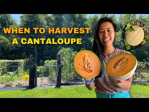 WHEN TO PICK A CANTALOUPE - Know exactly when a cantaloupe is ready to harvest !  NC GARDEN ZONE 7b