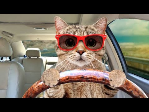 Best Cats Videos 2022 _ Best Funny Cats _ Muntasir Editor 😂