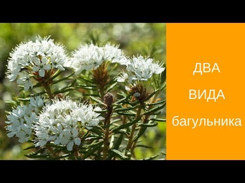 ДВА ВИДА  багульника  .РОДОДЕНДРОН .  БОЛОТНЫЙ БАГУЛЬНИК.