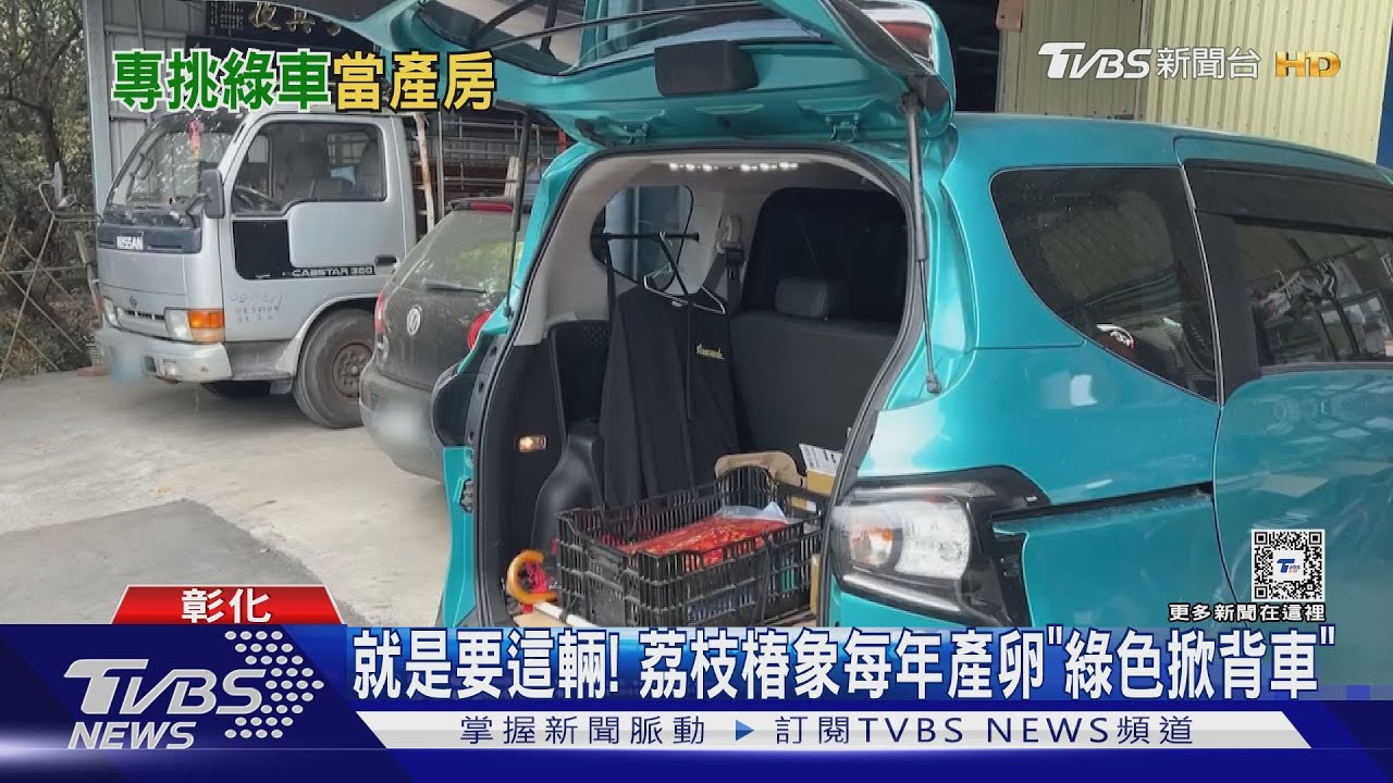 就是要這輛! 荔枝椿象每年產卵「綠色掀背車」