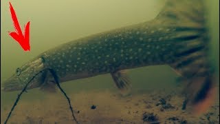 Ловля щуки на живца в водохранилищах