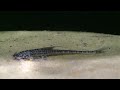 Rhadinoloricaria ommation Rhadinoloricaria ommation
