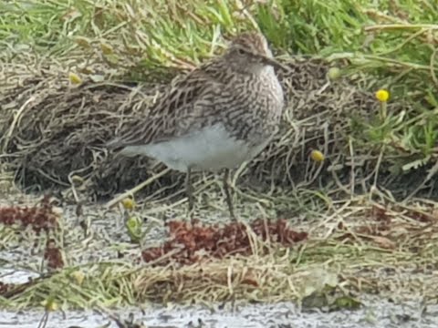 Gestreepte strandloper, kemphaan, kluut/ Pectoral sandpiper, ruff, avocet, Vogelen met LImosa 36