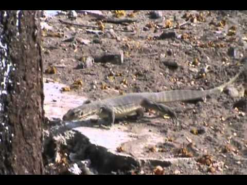 Monitor Lizard genus Varanus Searching for food .