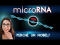 Che Cosa Sono I MicroRNA E Perché Hanno Vinto Un Nobel