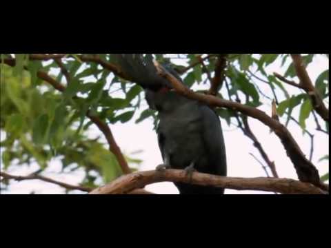 オーストラリアのオウムの名前