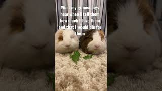 What my Guinea pigs hear when I tell them I would die for them