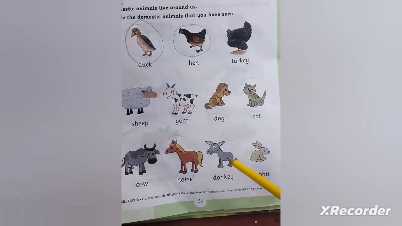 Animals Worksheet | Domestic, Wild & Water animals | worksheet for LKG