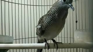 Download lagu piyik perkutut Bangkok umur 4 bulan rajin belajar mp3 Download lagu piyik perkutut Bangkok umur 4 bulan rajin belajar mp3